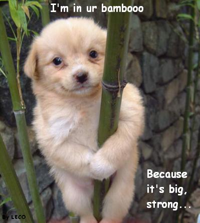 I'm in ur bambooo Because it's big, strong